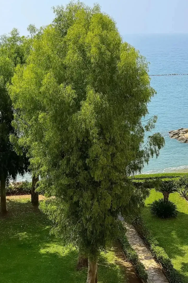 Apartments for rent 120 m² in Limassol, Germasogeia Tourist Area