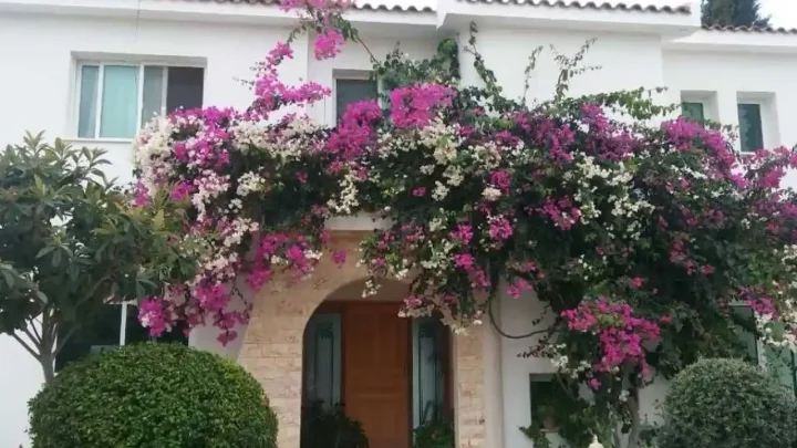 Detached house for rent 250 m² in Paphos, Armou