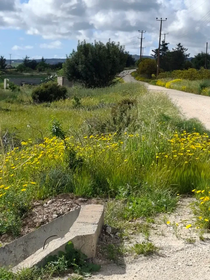 Plot of land for rent 2325 m² in Paphos, Anarita