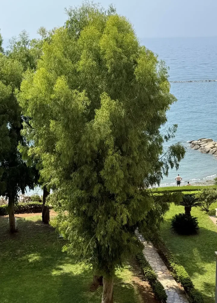 2-bedroom apartments for rent 120 m² in Limassol, Germasogeia Tourist Area